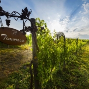 Camminare le vigne - Golosaria 2019