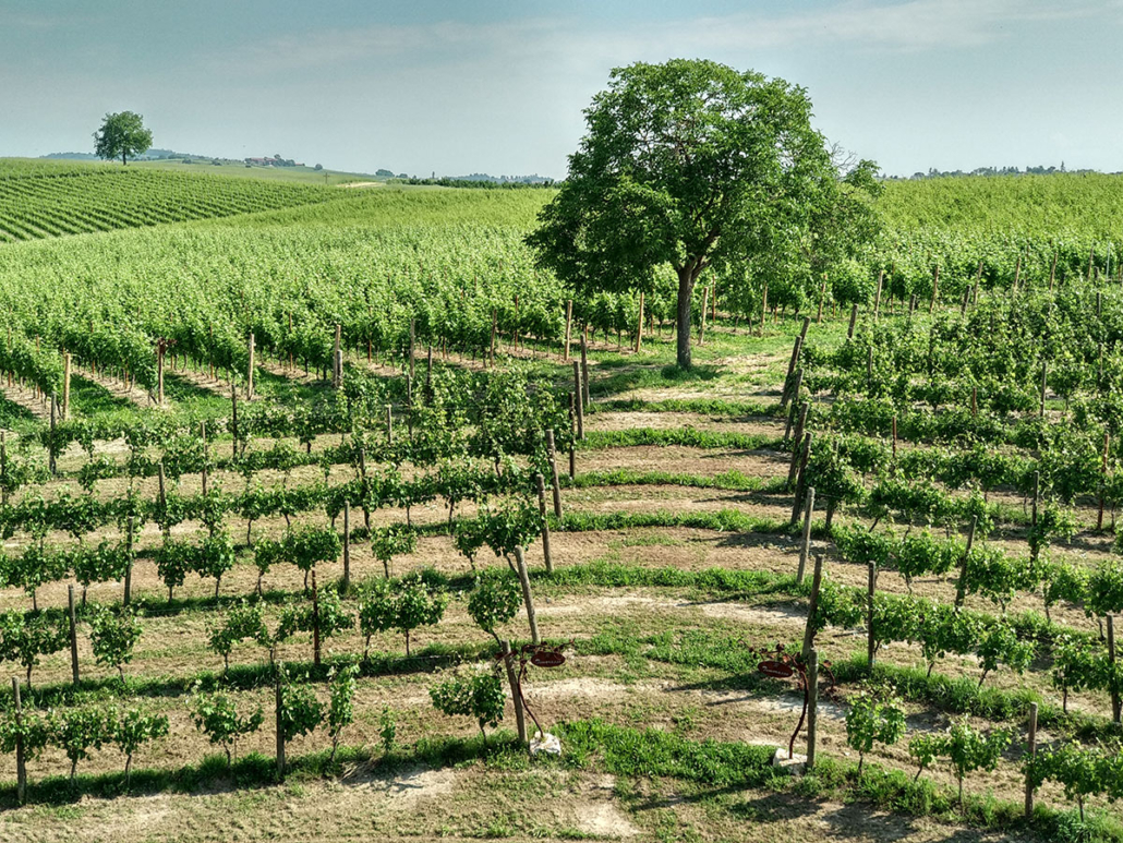 Vigna Timorasso