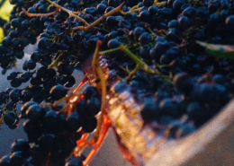 vendemmia 2023