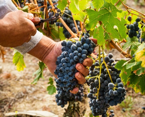 Vendemiia 2025 in Tenuta Montemagno
