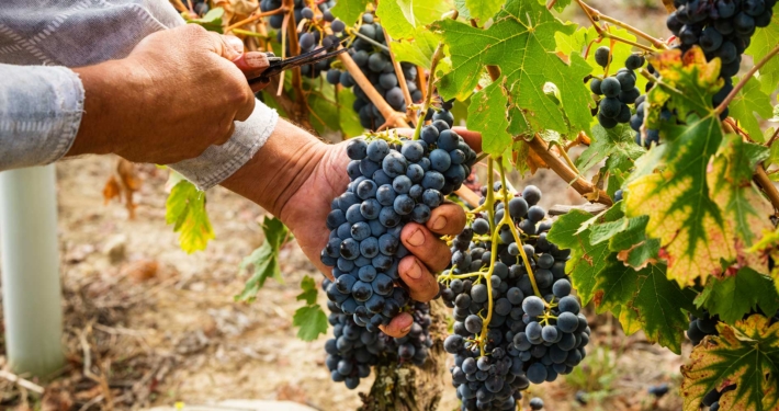 Vendemiia 2025 in Tenuta Montemagno