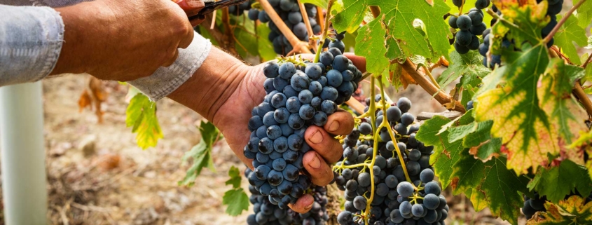Vendemiia 2025 in Tenuta Montemagno