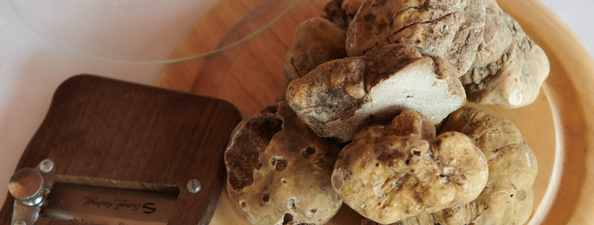 Tartufo bianco